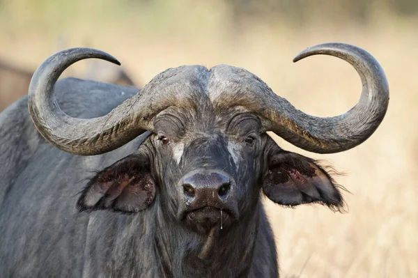 African Cape Buffalo Africa Stock Image