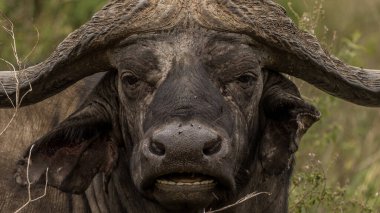 Afrika Bufalosu, Afrika