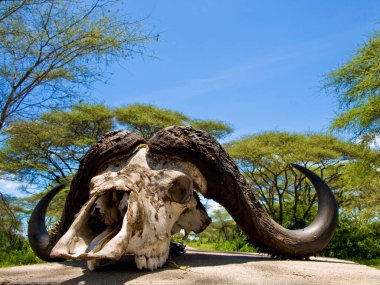 Buffalo skull atop the entrance gate posts at Ndabaka to the Serengeti National Park, Tanzania clipart