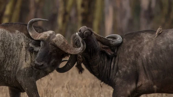Afrika Bufalosu Afrika — Stok fotoğraf