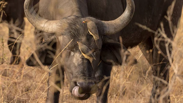 Africký Buvol Mys Afrika — Stock fotografie