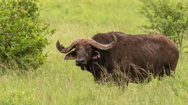 Afrika Bufalosu Afrika — Stok fotoğraf