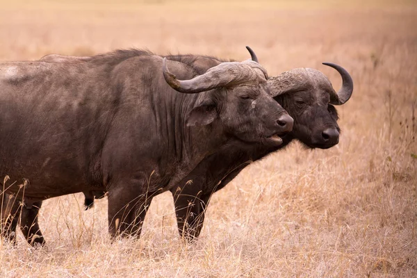 Afrika Daki Tarangire Ulusal Parkı — Stok fotoğraf