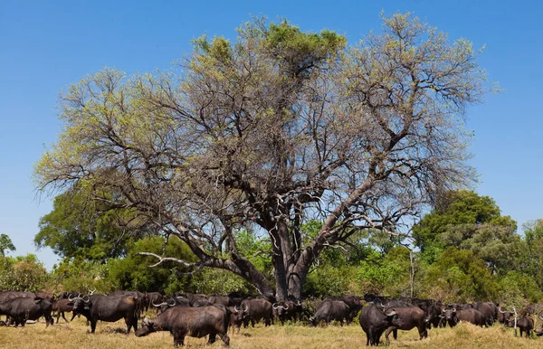 Parque Nacional Tarangire África — Foto de Stock