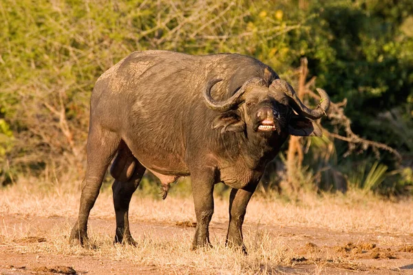 Nationaal Park Tarangire Afrika — Stockfoto