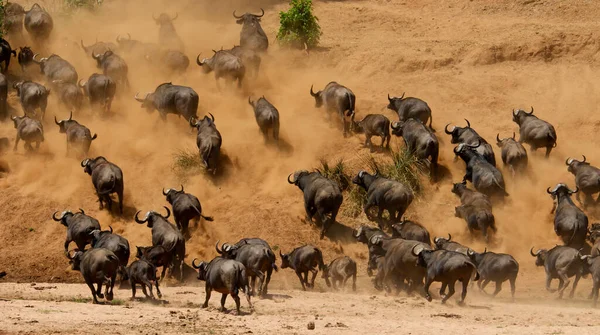 Parque Nacional Tarangire África — Fotografia de Stock