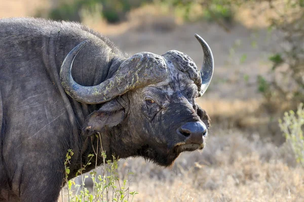 Toro Búfalo Salvaje Africano África Kenia —  Fotos de Stock