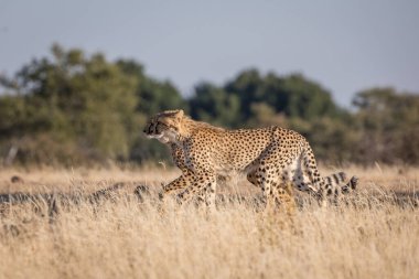 ÇİÇEK YAĞINDA, Afrika
