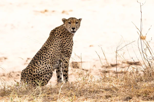 Kaas Het Water Afrika — Stockfoto