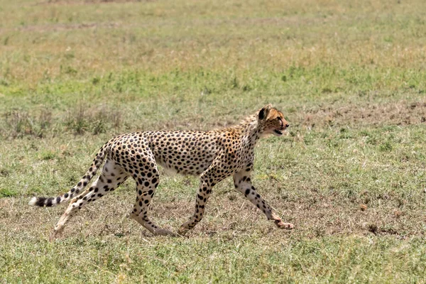 Cheetah Wil Africa — стоковое фото