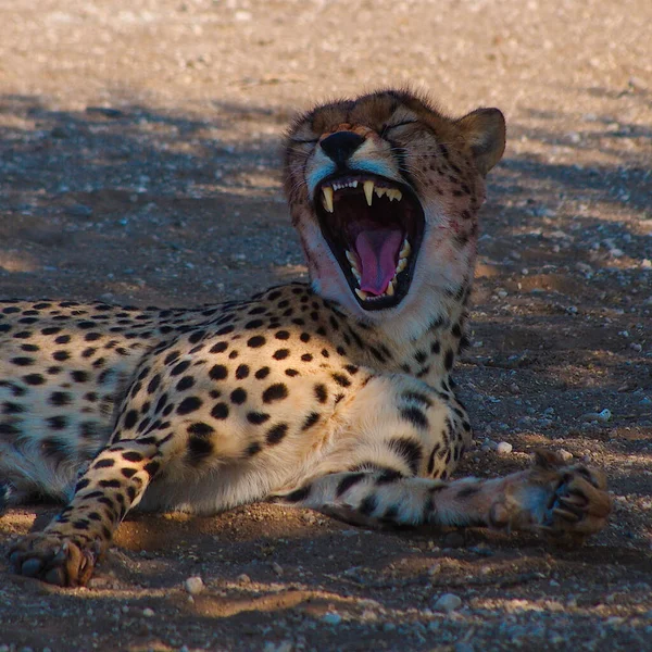 Cheetah Acinonyx Jubatus Uma Das Partes Mais Importantes Safari África — Fotografia de Stock