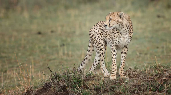 Cheetah Wild África — Foto de Stock