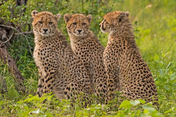 Cheetah Στο Αγριο Αφρικη — Φωτογραφία Αρχείου