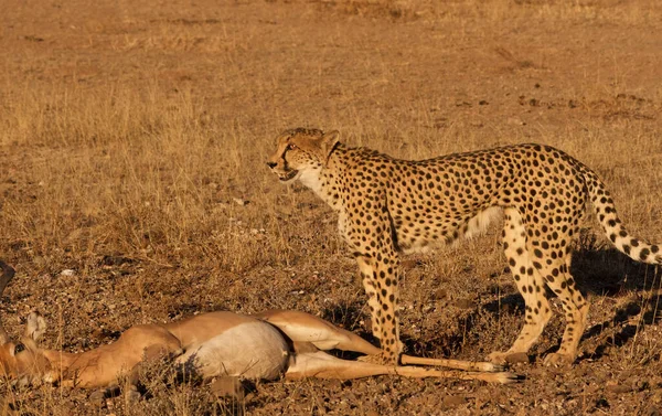 Cheetah Στο Αγριο Αφρικη — Φωτογραφία Αρχείου