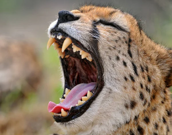 Cheetah Dem Wild Afrika — Stockfoto