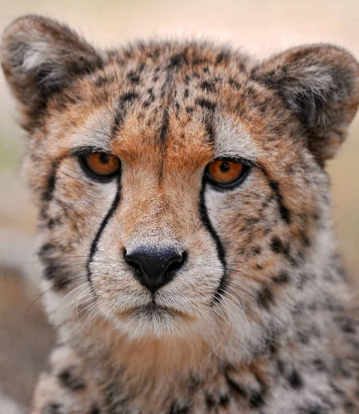 Cheetah Dem Wild Afrika — Stockfoto