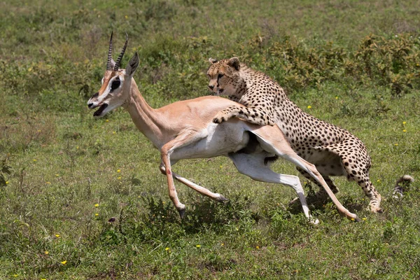 Cheetah Wild Africa — Fotografie, imagine de stoc