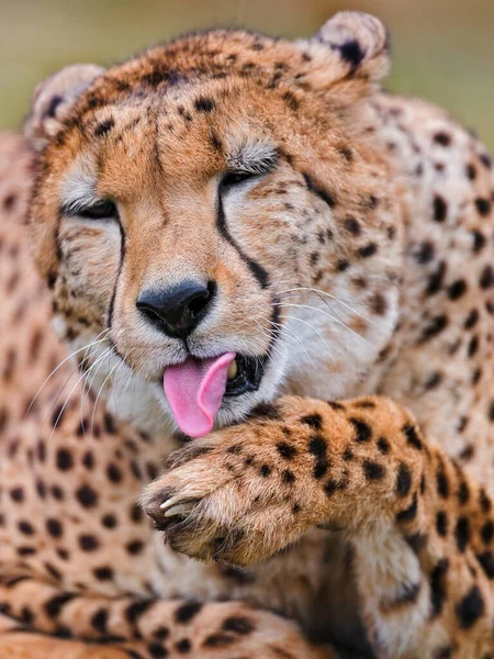 Cheetah Dem Wild Afrika — Stockfoto