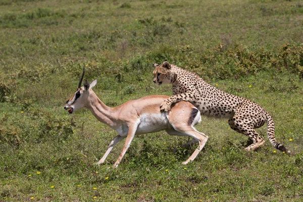 Cheetah Wild África — Fotografia de Stock