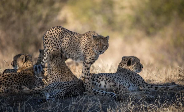 Cheetah Wild África — Fotografia de Stock