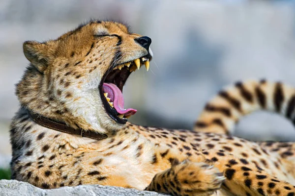 Cheetah Dem Wild Afrika — Stockfoto