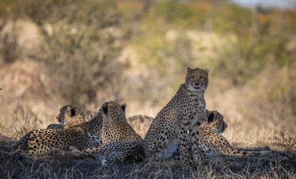 Cheetah Dem Wild Afrika — Stockfoto