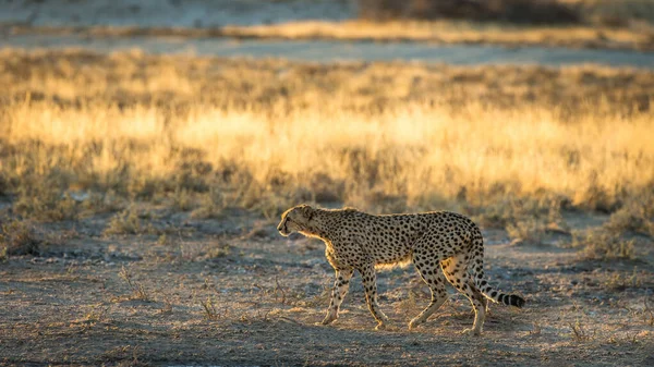 Cheetah Wil Africa — стоковое фото