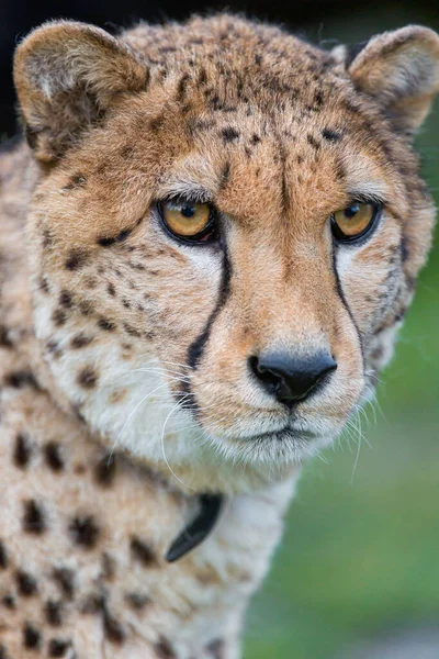 Cheetah Dem Wild Afrika — Stockfoto