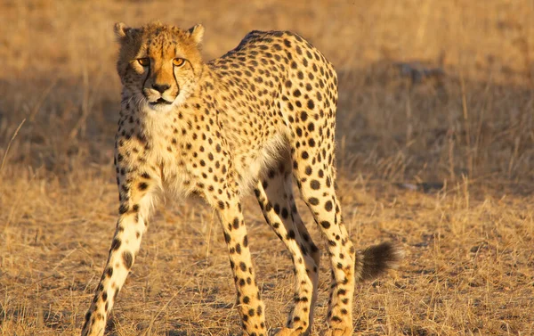 Cheetah Wild Afrique — Photo