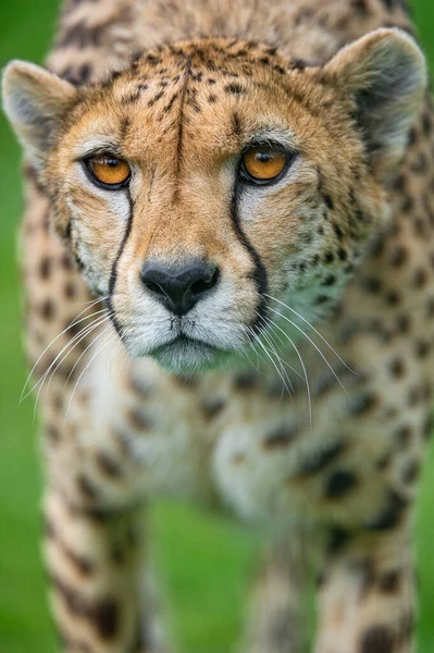 Cheetah Dem Wild Afrika — Stockfoto