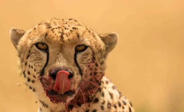 Cheetah Wild África — Fotografia de Stock