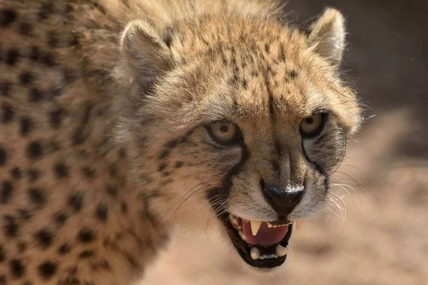 Kaas Het Water Afrika — Stockfoto