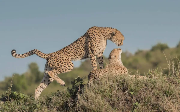 Cheetah Wild Afryka — Zdjęcie stockowe