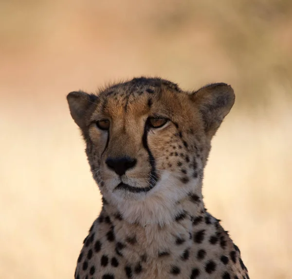 Cheetah Nel Selvaggio Africa — Foto Stock