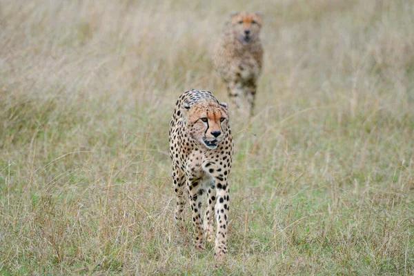 Cheetah Wild África — Fotografia de Stock