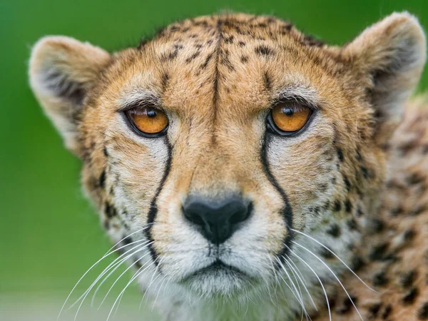 Cheetah Wild Africa — Stock Photo, Image