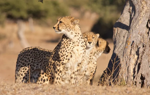 Cheetah Nel Selvaggio Africa — Foto Stock