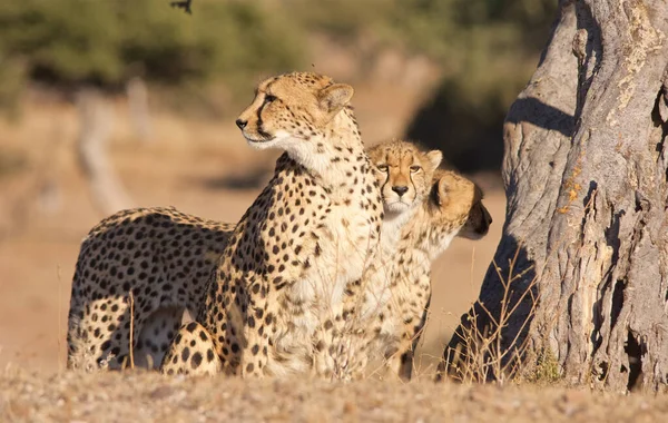 Cheetah Wild Africa — Stock Photo, Image