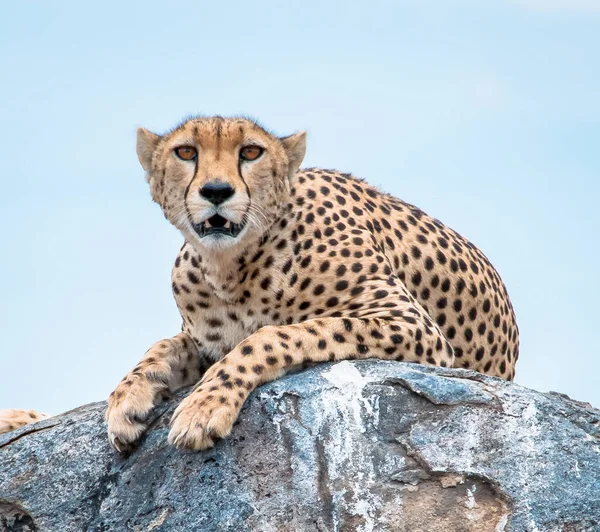 Cheetah Nel Selvaggio Africa — Foto Stock