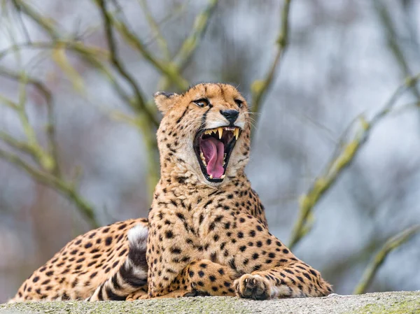Cheetah Wild África — Fotografia de Stock