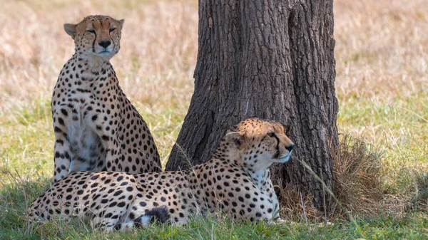 Cheetah Wil Africa — стоковое фото