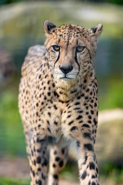 Cheetah Dem Wild Afrika — Stockfoto