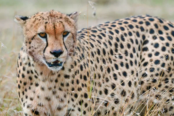 Cheetah Wil Africa — стоковое фото