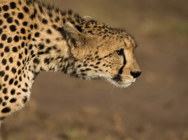 Cheetah Wild Afrique — Photo