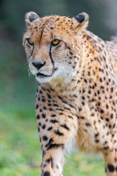 Cheetah Dem Wild Afrika — Stockfoto