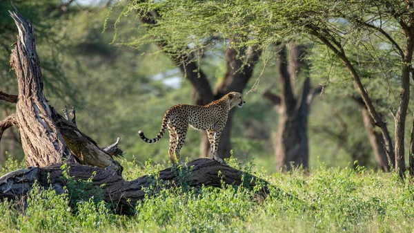 Cheep Org Wild Africa — 图库照片