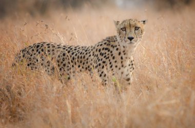 ÇİÇEK YAĞINDA, Afrika