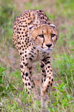 CHEETAH IN THE WILD, AFRICA clipart