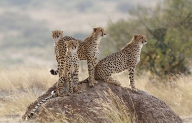 CHEETAH IN THE WILD, AFRICA clipart