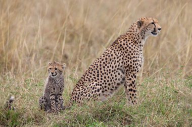 ÇİÇEK YAĞINDA, Afrika